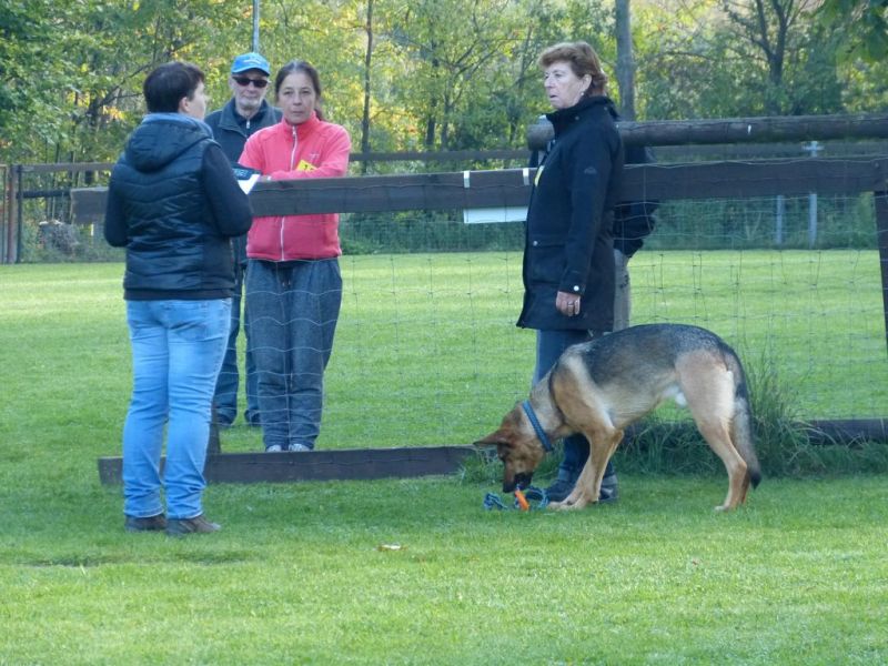 Obedience Prüfung 2015