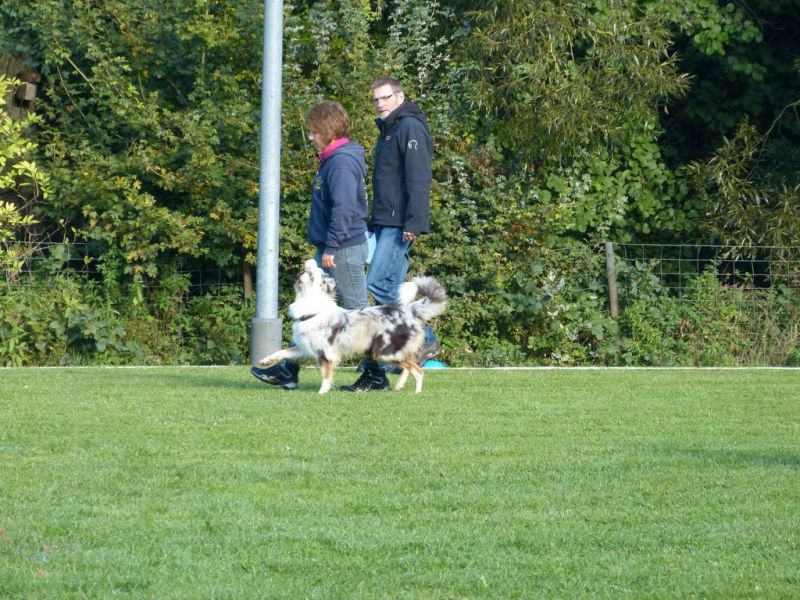 Obedience Prüfung 2015