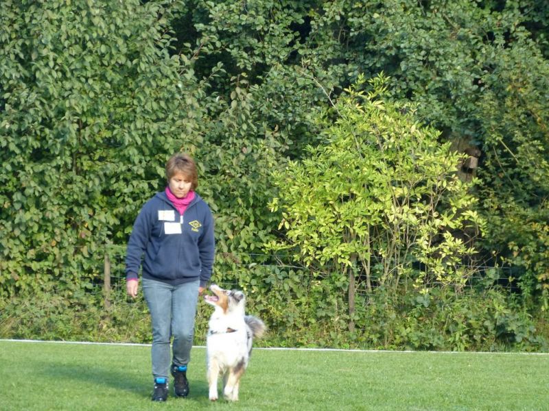 Obedience Prüfung 2015