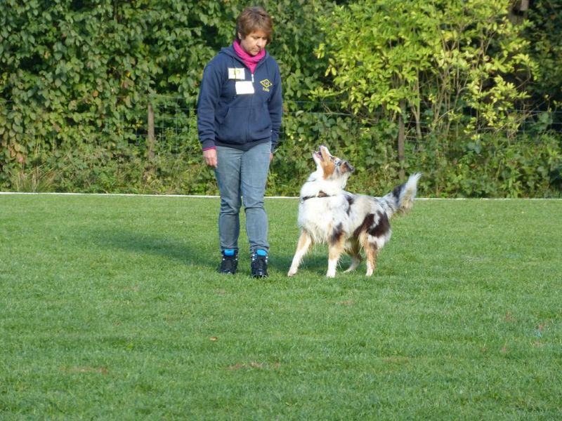 Obedience Prüfung 2015