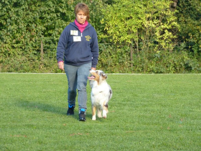Obedience Prüfung 2015