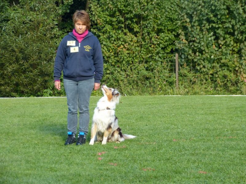 Obedience Prüfung 2015
