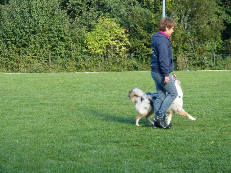 Obedience Prüfung 2015
