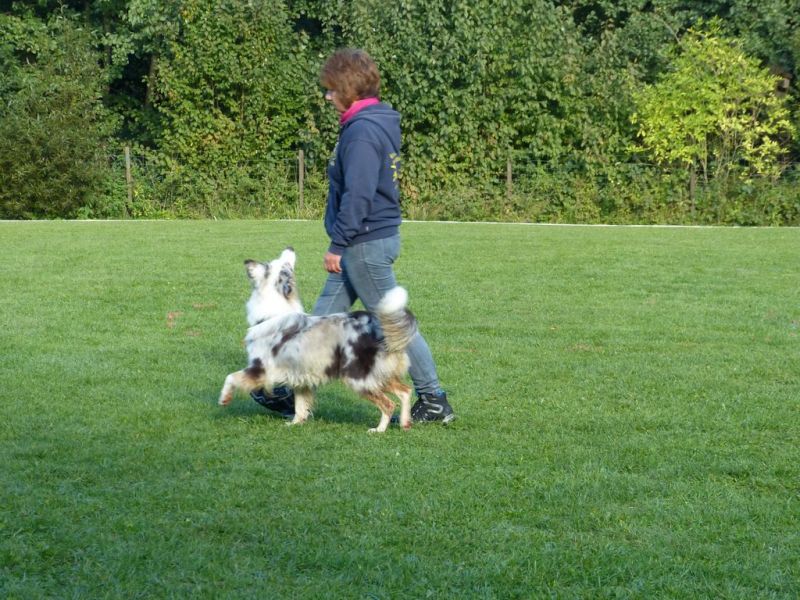 Obedience Prüfung 2015