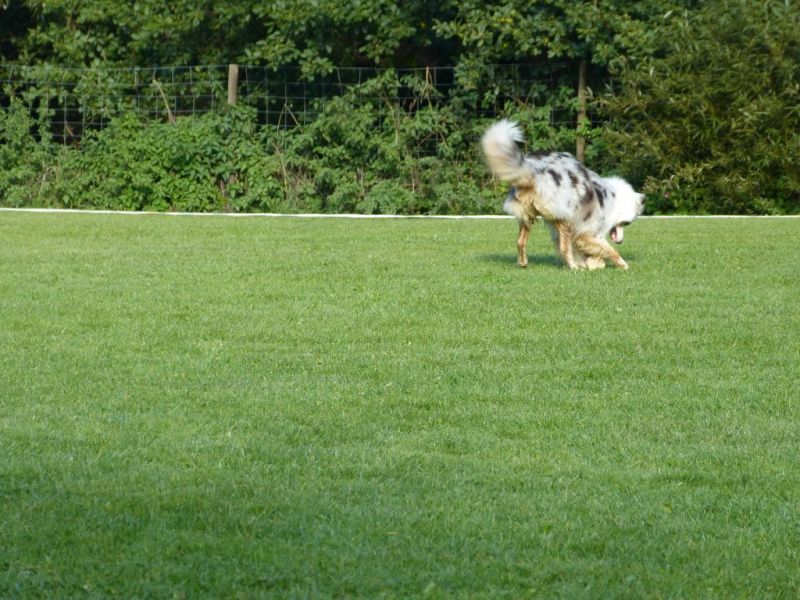 Obedience Prüfung 2015