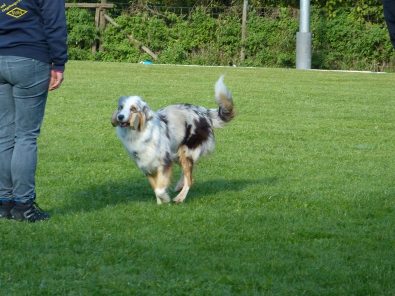 Obedience Prüfung 2015