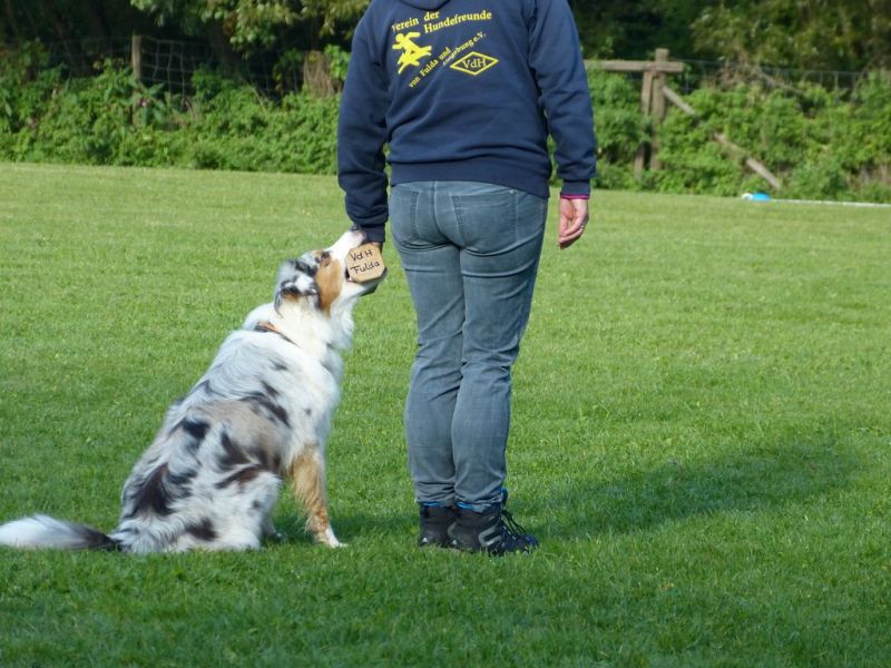 Obedience Prüfung 2015