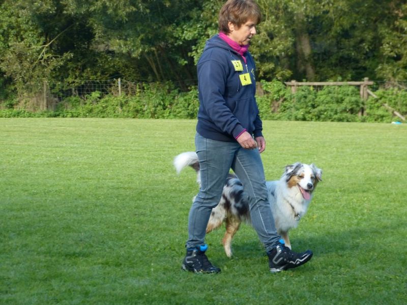 Obedience Prüfung 2015