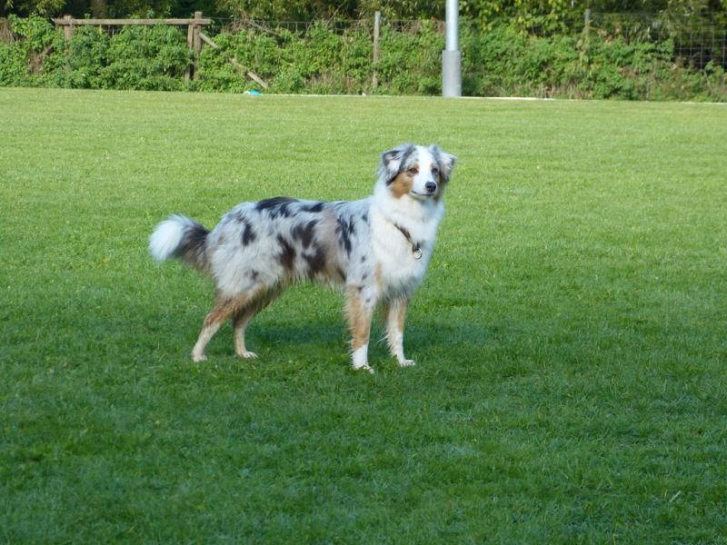 Obedience Prüfung 2015