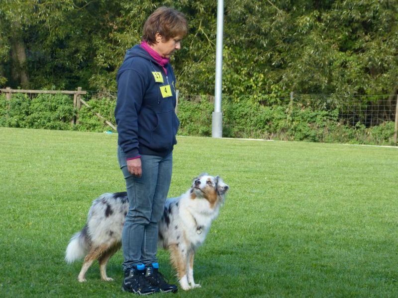 Obedience Prüfung 2015
