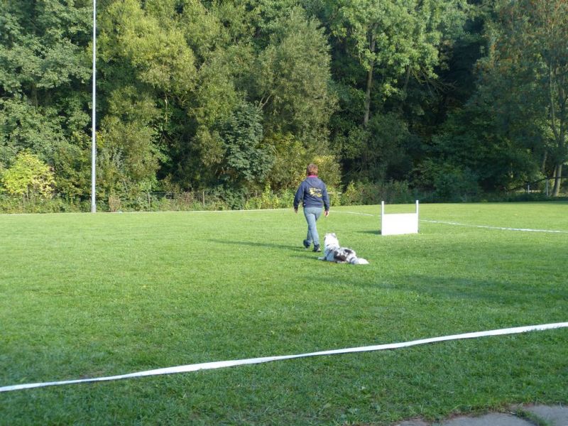 Obedience Prüfung 2015
