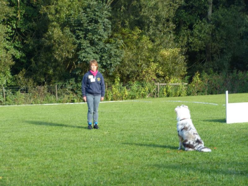 Obedience Prüfung 2015