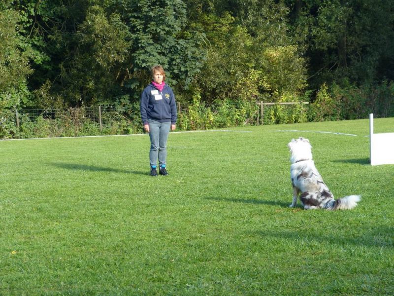 Obedience Prüfung 2015