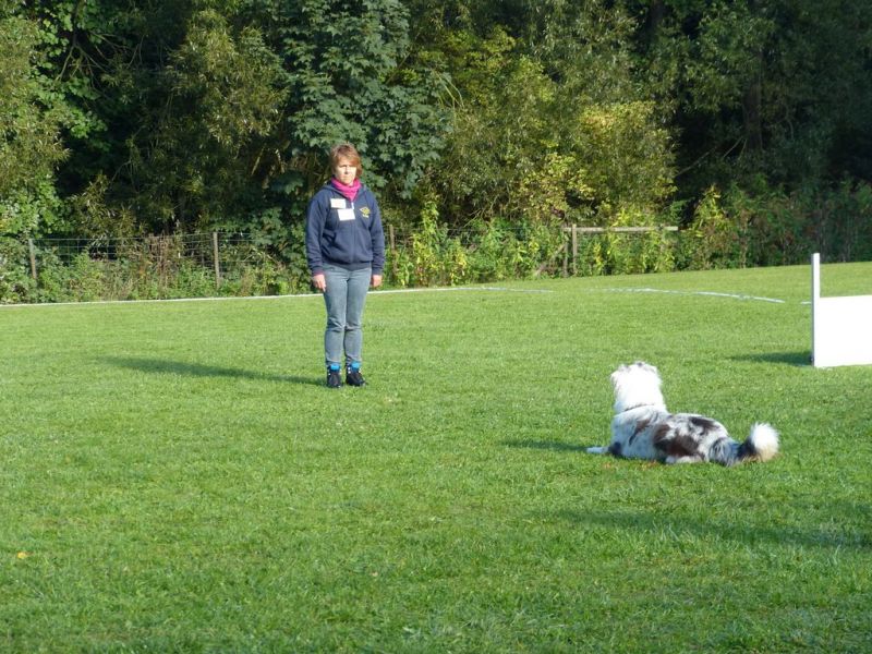 Obedience Prüfung 2015