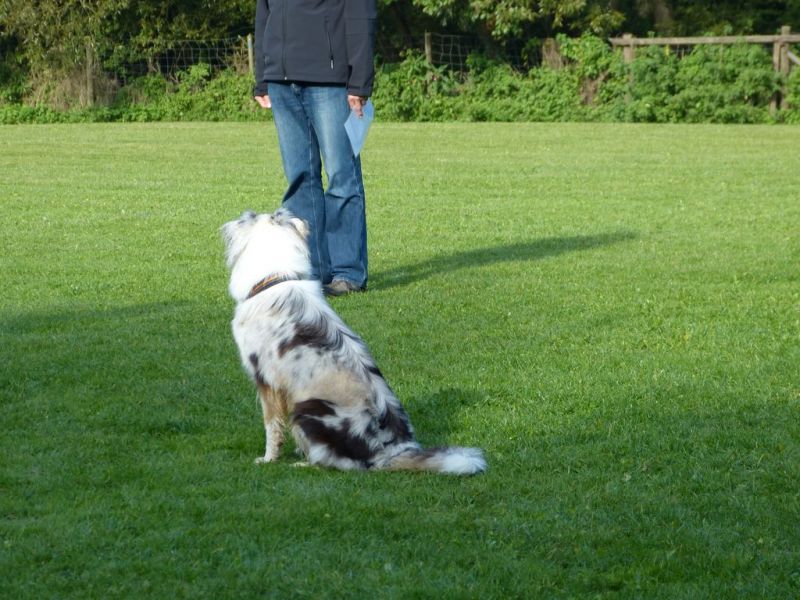 Obedience Prüfung 2015