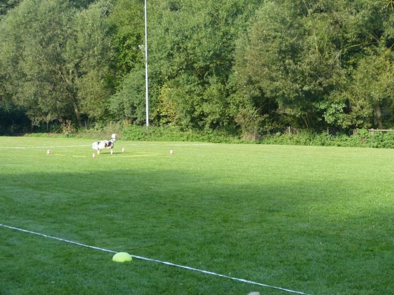 Obedience Prüfung 2015