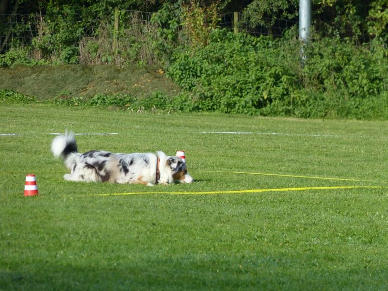 Obedience Prüfung 2015