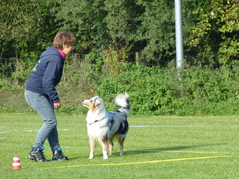 Obedience Prüfung 2015