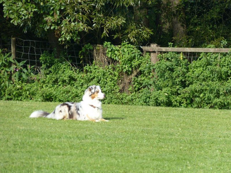 Obedience Prüfung 2015