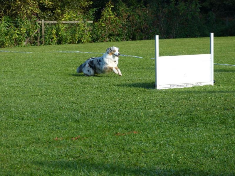 Obedience Prüfung 2015