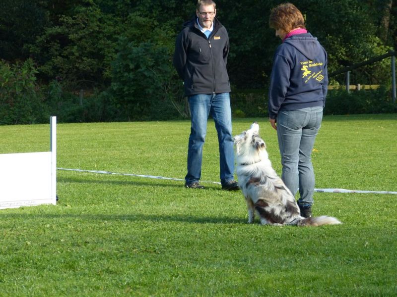 Obedience Prüfung 2015