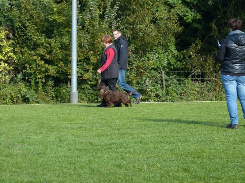 Obedience Prüfung 2015