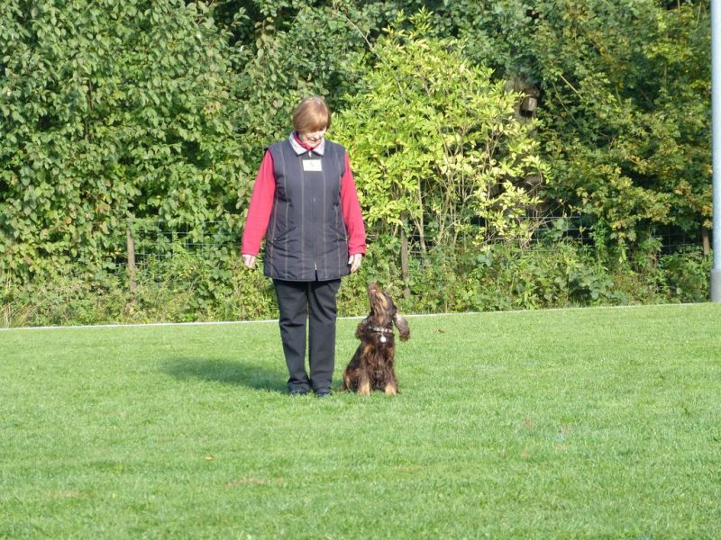 Obedience Prüfung 2015