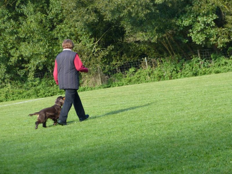 Obedience Prüfung 2015