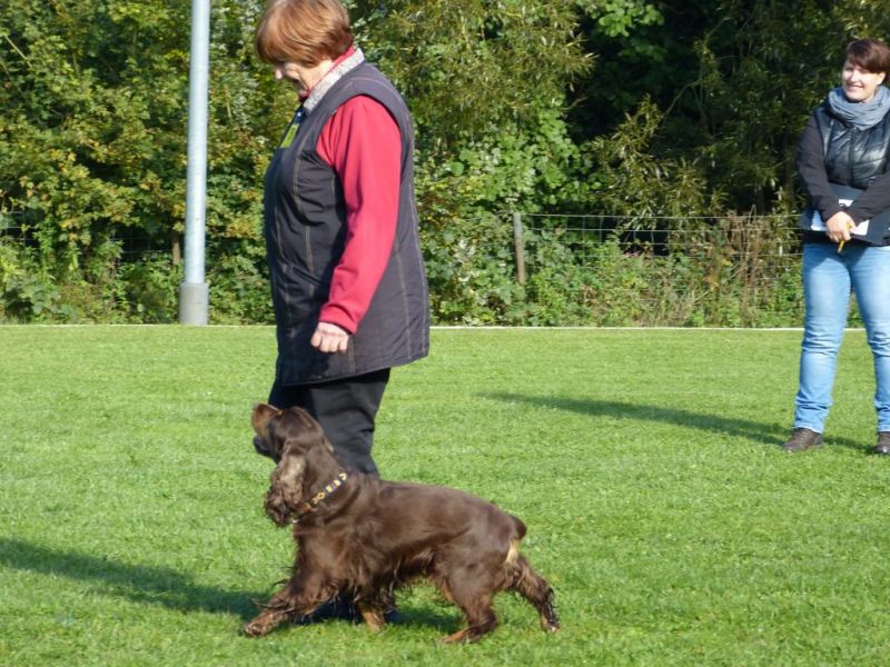 Obedience Prüfung 2015