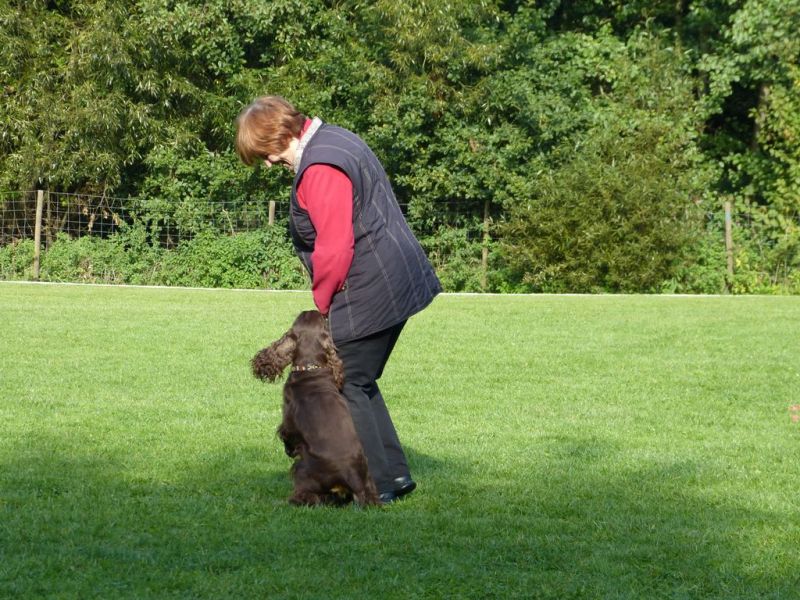 Obedience Prüfung 2015