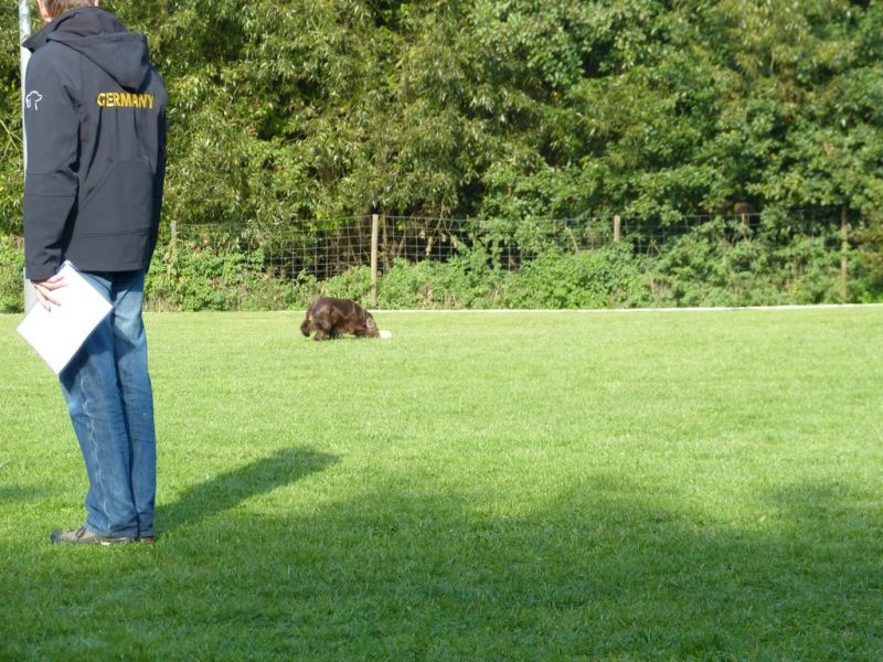 Obedience Prüfung 2015