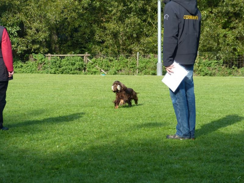 Obedience Prüfung 2015