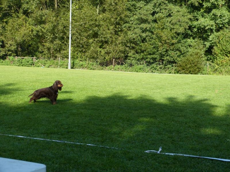 Obedience Prüfung 2015