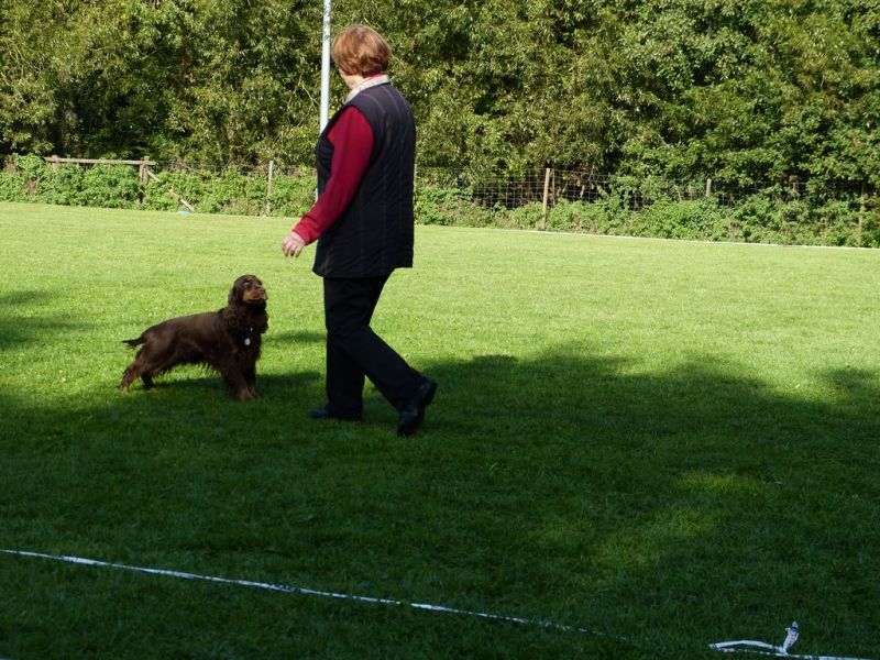 Obedience Prüfung 2015