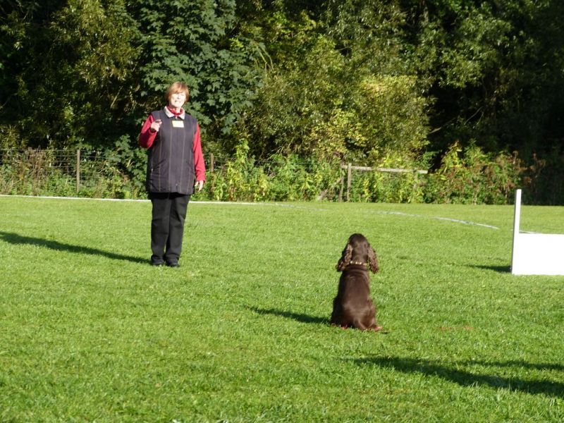 Obedience Prüfung 2015