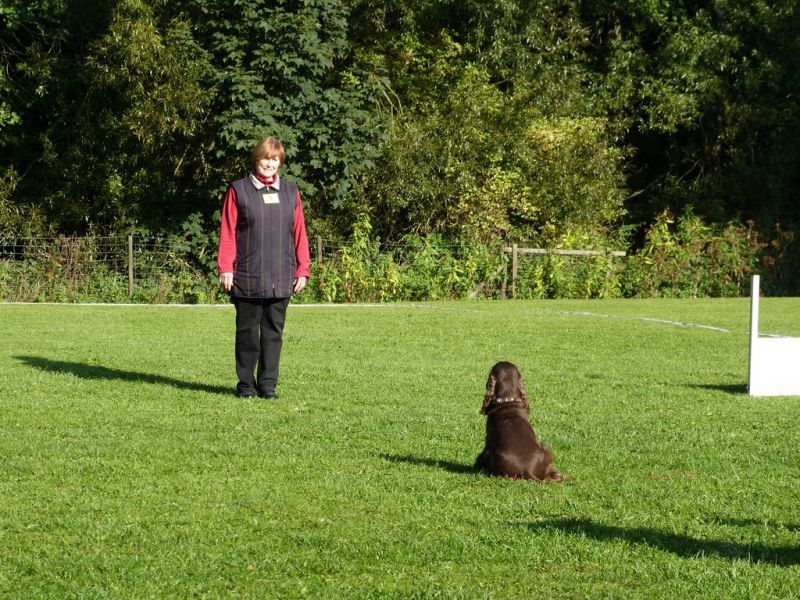 Obedience Prüfung 2015