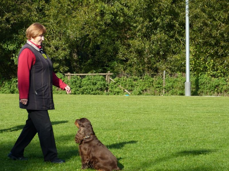 Obedience Prüfung 2015
