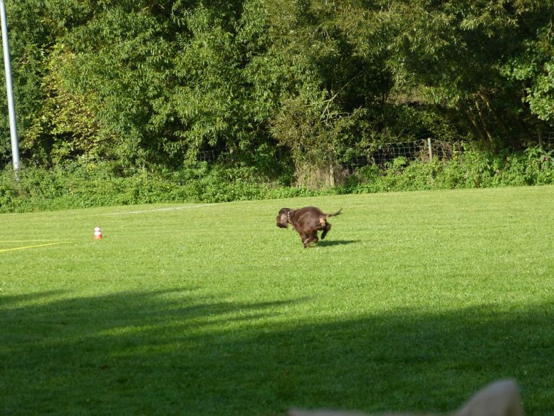 Obedience Prüfung 2015