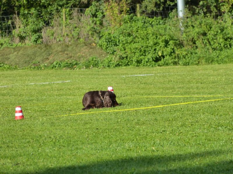 Obedience Prüfung 2015