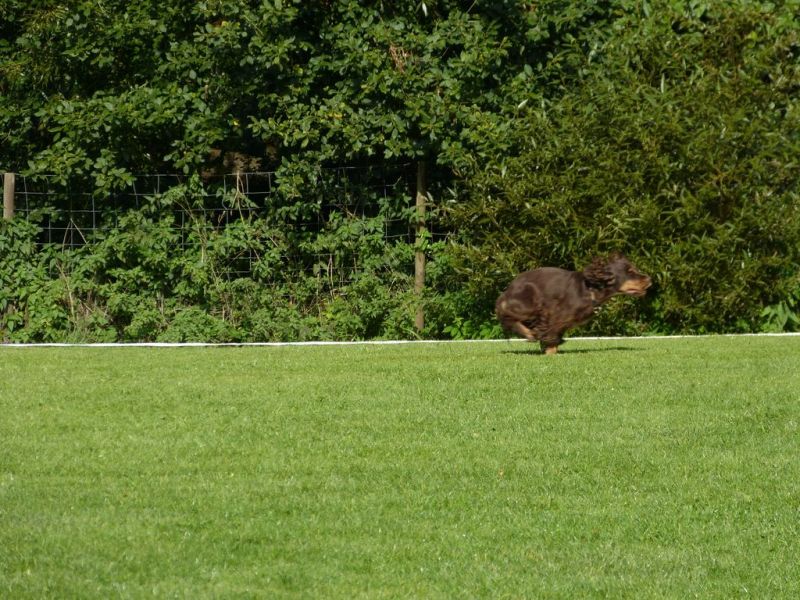 Obedience Prüfung 2015