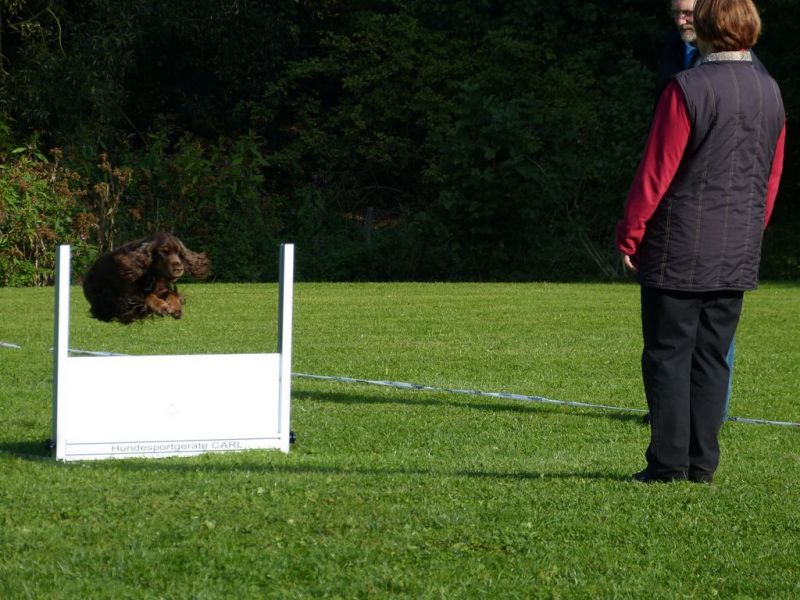Obedience Prüfung 2015