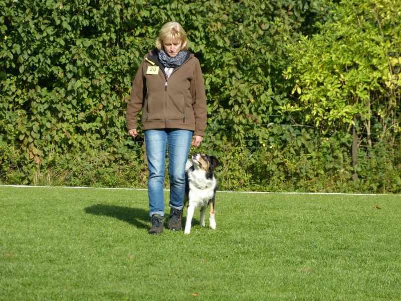 Obedience Prüfung 2015