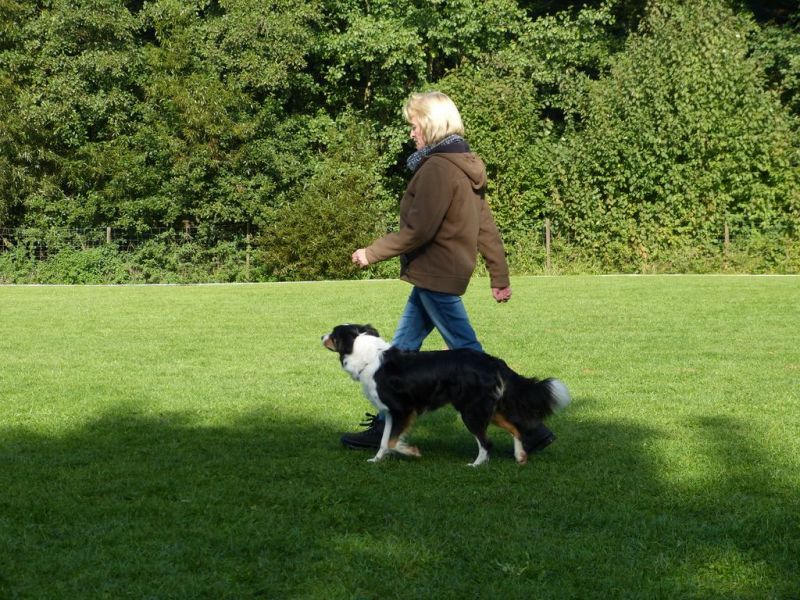 Obedience Prüfung 2015