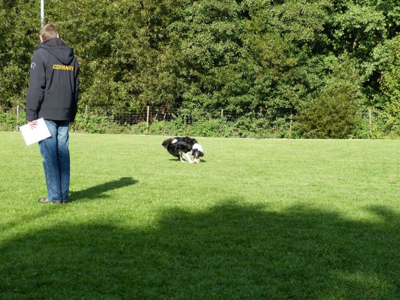 Obedience Prüfung 2015