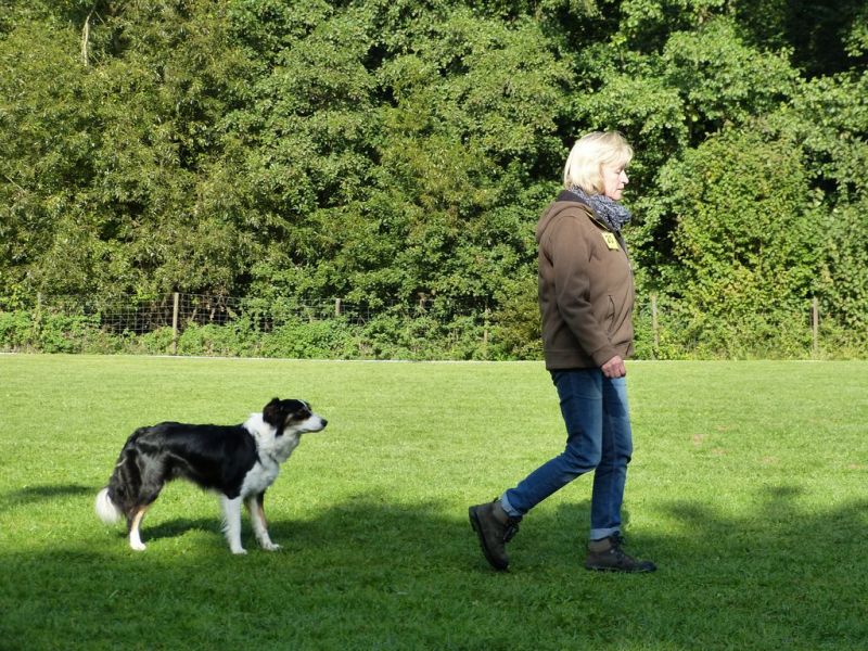 Obedience Prüfung 2015