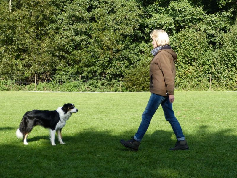 Obedience Prüfung 2015