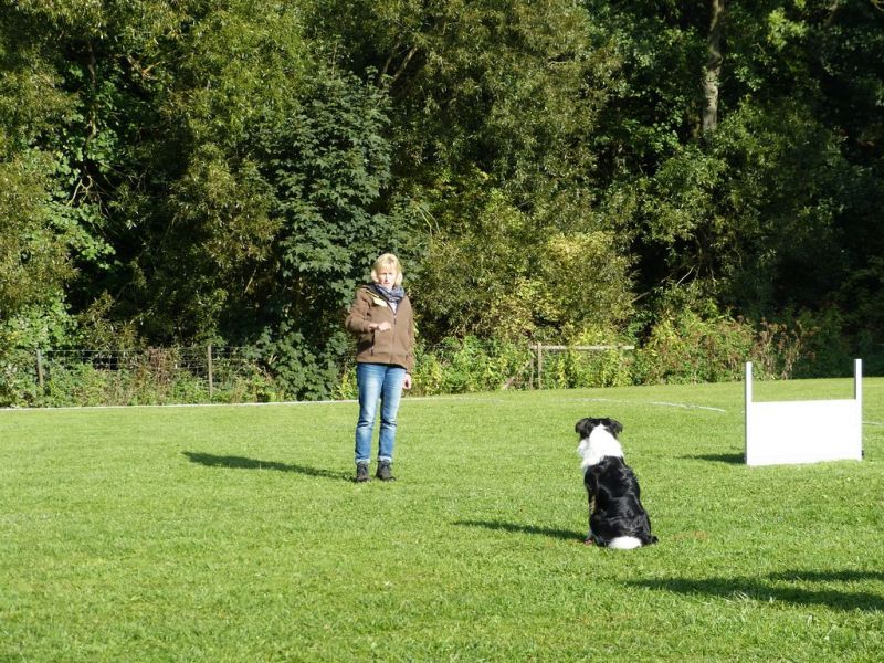 Obedience Prüfung 2015