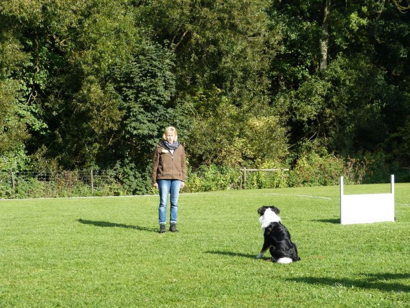 Obedience Prüfung 2015