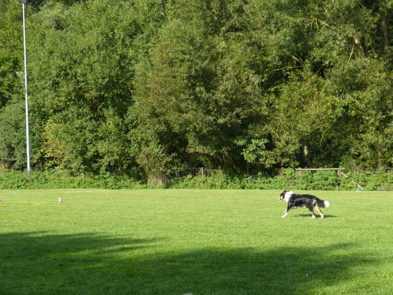 Obedience Prüfung 2015