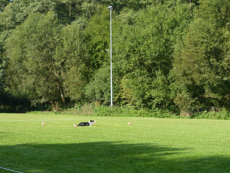 Obedience Prüfung 2015